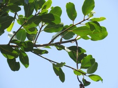 Ficus natalensis
