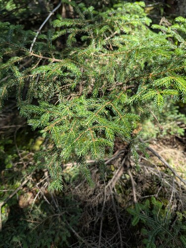 Cross Rivendell Trail