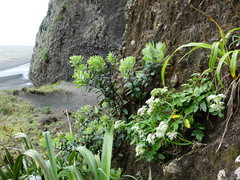 Scandia rosifolia