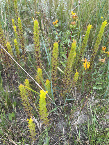 yellow owl's-clover