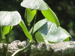 Dioscorea dregeana