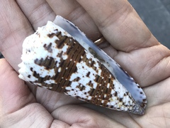 Conus imperialis