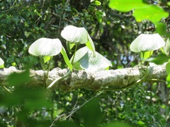 Dioscorea dregeana