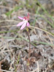 Caladenia bartlettii
