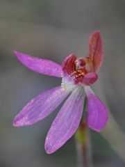 Caladenia bartlettii
