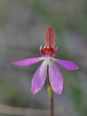 Caladenia bartlettii