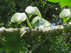 Dioscorea dregeana