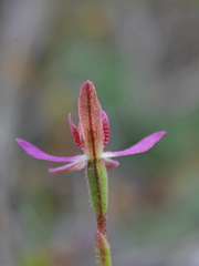 Caladenia bartlettii