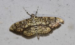 Haritalodes obliqualis