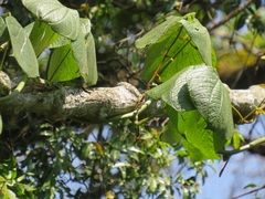 Dioscorea dregeana