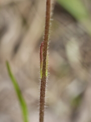 Caladenia bartlettii