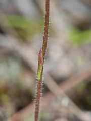 Caladenia bartlettii