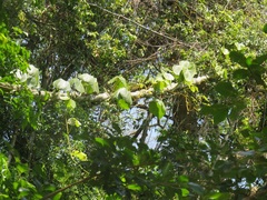 Dioscorea dregeana