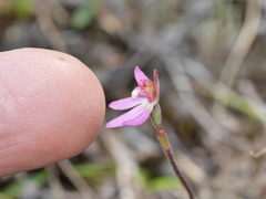 Caladenia bartlettii