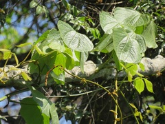 Dioscorea dregeana