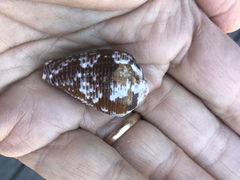 Conus catus