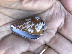 Conus catus