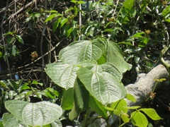 Dioscorea dregeana