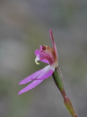 Caladenia bartlettii