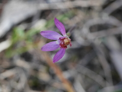 Caladenia bartlettii