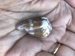 Conus rattus