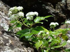 Scandia rosifolia