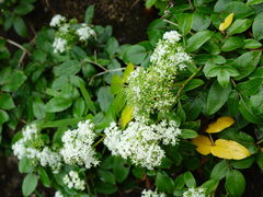 Scandia rosifolia