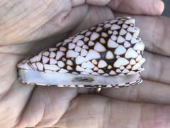 Conus bandanus