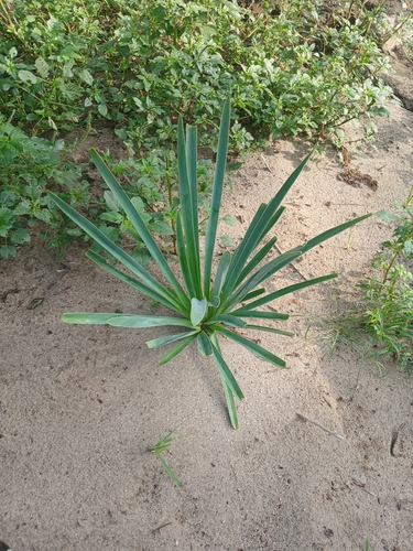 Hymenocallis acutifolia, photograph 1