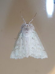 Declana niveata