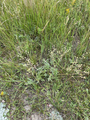 Woolly Cinquefoil