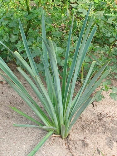 Hymenocallis acutifolia, photograph 2