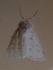 Declana niveata