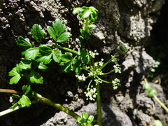 Apium prostratum filiforme