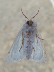 Declana niveata