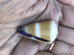 Conus flavidus