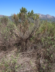 Cliffortia polygonifolia polygonifolia