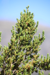 Cliffortia polygonifolia polygonifolia