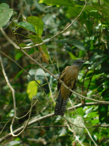 Sunda Brush Cuckoo (Cacomantis sepulcralis), photo 10