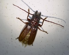 Cacodacnus planicollis