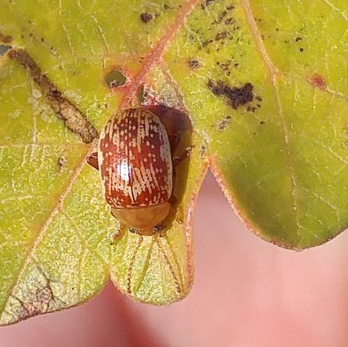 Sumac Flea Beetle photo 5