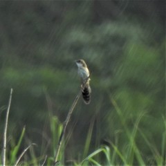 Catriscus brevirostris