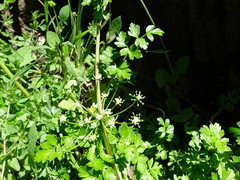 Apium prostratum filiforme