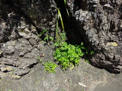 Apium prostratum filiforme