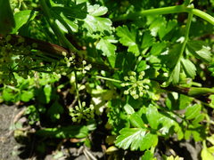 Apium prostratum filiforme