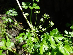 Apium prostratum filiforme