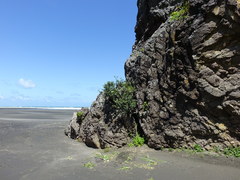 Apium prostratum filiforme