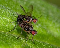 Nemopoda nitidula