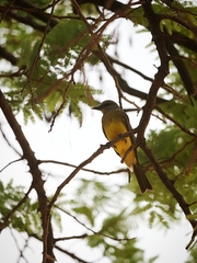 Tyrannus melancholicus