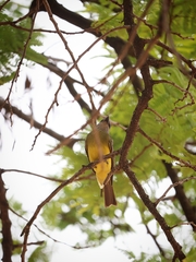 Tyrannus melancholicus